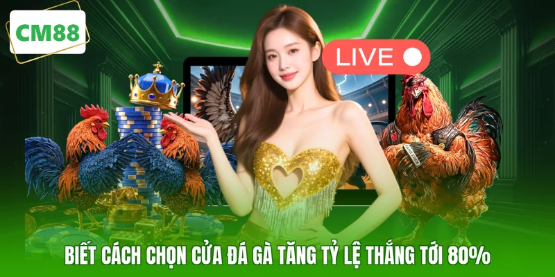 Biết cách chọn cửa đá gà tăng tỷ lệ thắng tới 80%