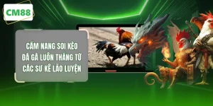 Soi Kèo Đá Gà