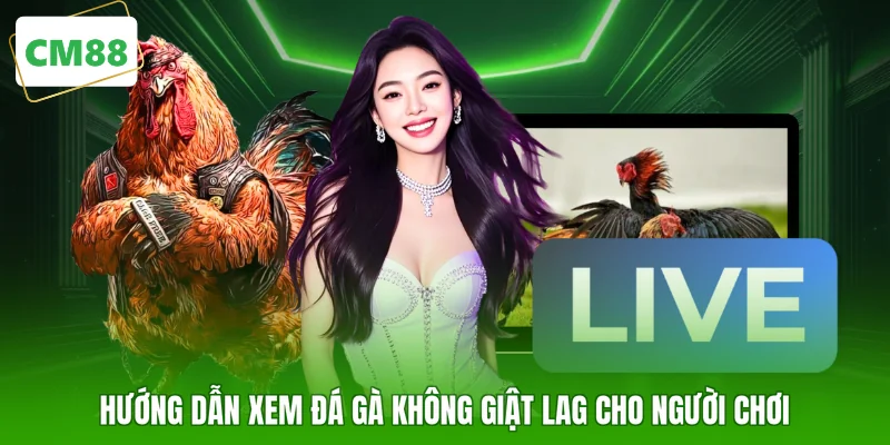 Hướng dẫn xem đá gà không giật lag cho người chơi