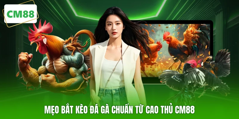 Mẹo bắt kèo đá gà chuẩn từ cao thủ CM88