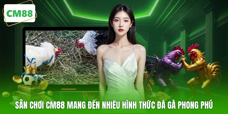 Sân chơi CM88 mang đến nhiều hình thức đá gà phong phú